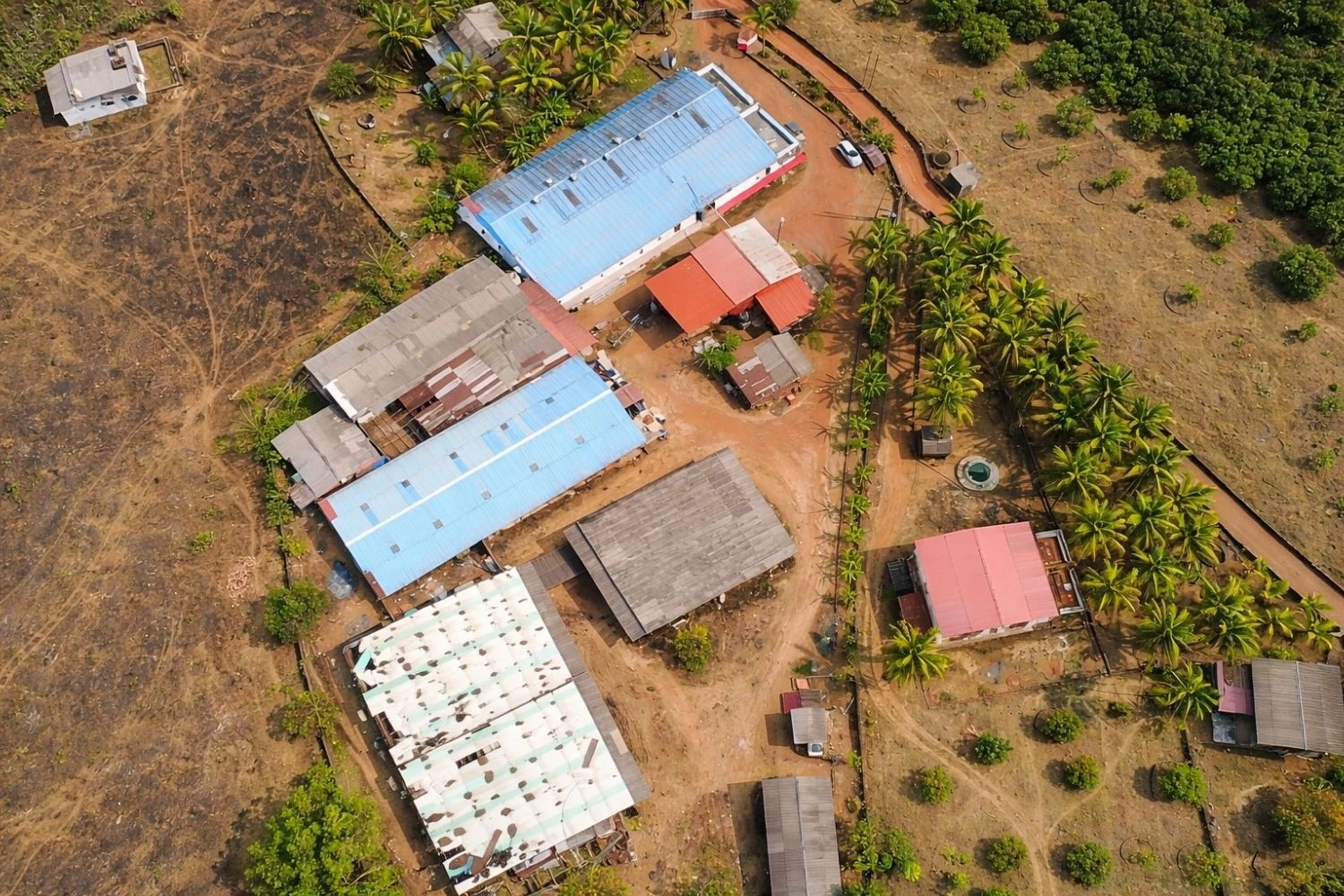 Baby Corn Production Line