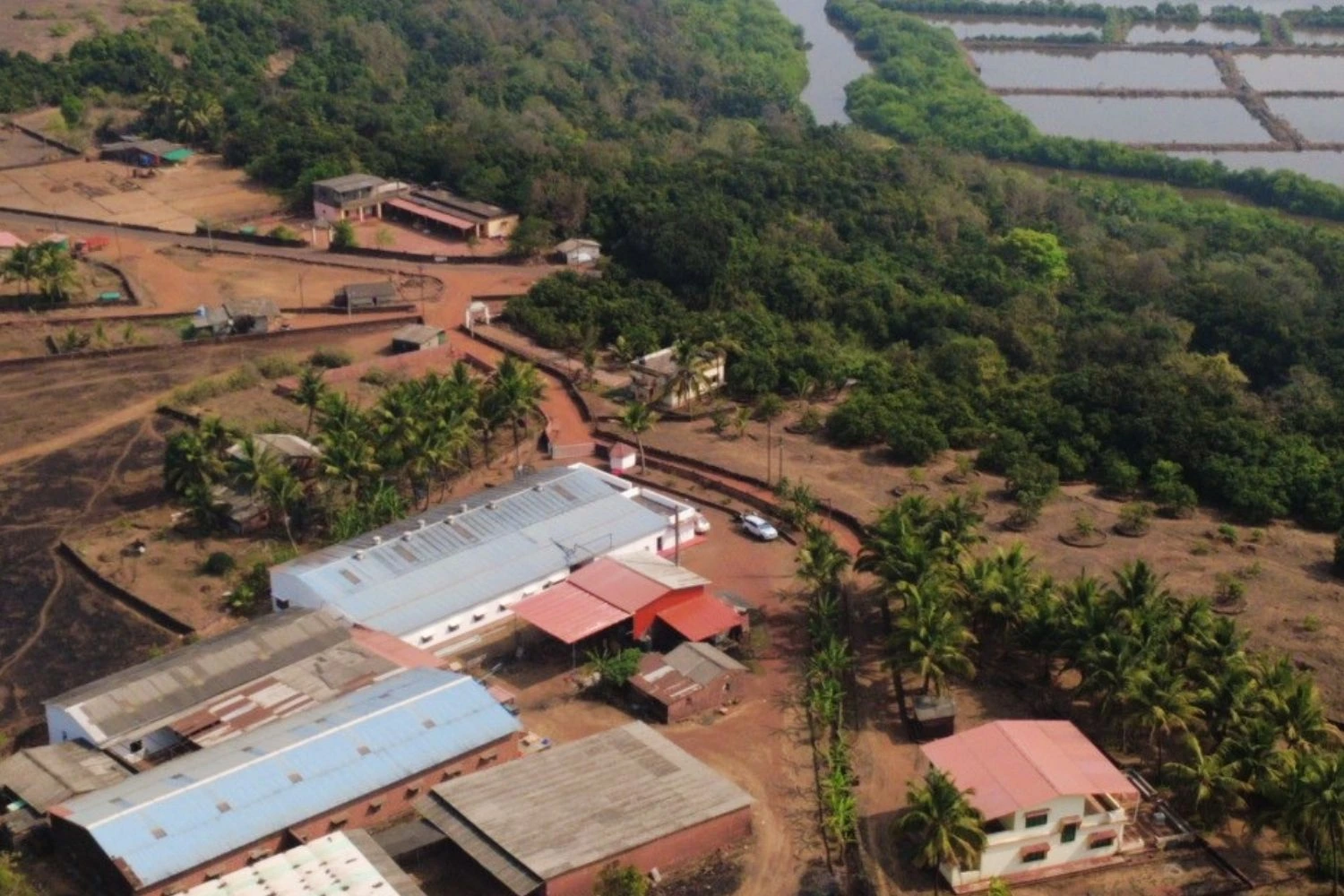 Baby Corn Production Line